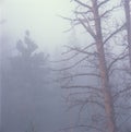 Early morning mist, Rocky Mountain National Park, Colorado