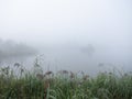 early morning mist on small lake with reeds and grass on embankment Royalty Free Stock Photo