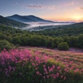 Early morning misty landscape of wild flowers and natural vegetation with the Taconic Mountains in the background in