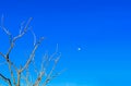 Early Morning Moon in a Waxing Gibbous Phase in the Blue sky Background. Detailed Craters. Centered. Copy Space. Blue Moon. Royalty Free Stock Photo