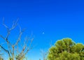 Early Morning Moon in a Waxing Gibbous Phase in the Blue sky Background. Detailed Craters. Centered. Copy Space. Blue Moon. Royalty Free Stock Photo