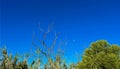 Early Morning Moon in a Waxing Gibbous Phase in the Blue sky Background. Detailed Craters. Centered. Royalty Free Stock Photo