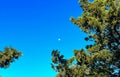 Early Morning Moon in a Waxing Gibbous Phase in the Blue sky Background. Detailed Craters. Centered. Copy Space. Royalty Free Stock Photo