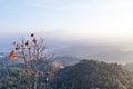 Early Morning Mountain Landscape with Lonely Tree at Umphang. Mae Hong Son Province, Thailand Royalty Free Stock Photo