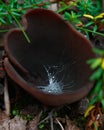 Fabulously beautiful mushroom