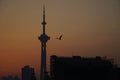 early morning in NANJING city, sunrise and the NANJING tower, birds flying.