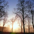 Early Morning Nature Sunrise Misty Winter Trees Background