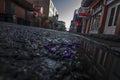 Early morning neon signs in New Orleans Royalty Free Stock Photo