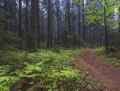 Early morning in a old spruce misty forest.