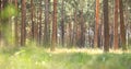 Early morning in pine forest. Indian summer in coniferous forest in sunny weather in morning. Royalty Free Stock Photo