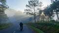 An early morning in a pineforest at Dalat, Vietnam.