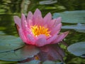 Early morning of pink water lily or lotus flower Marliacea Rosea. Nymphaea rises above its dark green leaves. Royalty Free Stock Photo