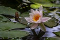 Early morning of pink water lily or lotus flower Marliacea Rosea. Nymphaea rises above its dark green leaves. Nature concept Royalty Free Stock Photo