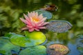 Early morning of pink water lily or lotus flower in the pond. Nymphaea Perrys Orange Sunset with soft blurred background Royalty Free Stock Photo