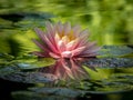 Early morning of pink water lily `Perry`s Orange Sunset` Royalty Free Stock Photo