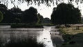 Early morning pond with mist and full of life