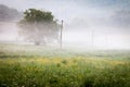 Early morning in provencal countryside