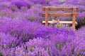 Early morning in a Provence`s lavender field with a lone bench