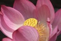 Elegant lotus after rain