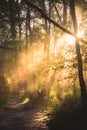 Early morning rays of sun shine through the trees and mist onto Royalty Free Stock Photo