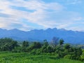 Early morning rural view with blue skies with beautiful clouds on corn farmland Royalty Free Stock Photo