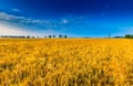 Early morning on rye field. Cereal fields in Poland. Royalty Free Stock Photo