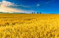 Early morning on rye field. Cereal fields in Poland. Royalty Free Stock Photo