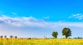 Early morning on rye field. Cereal fields in Poland. Royalty Free Stock Photo