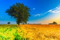 Early morning on rye field. Cereal fields in Poland. Royalty Free Stock Photo