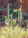 Early Morning Saguaro Royalty Free Stock Photo