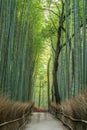 Blurred tourists at Sagano Arashiyama Bamboo forest in Kyoto, Japan Royalty Free Stock Photo