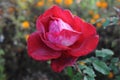 Rose planting a in rose garden of west bengal rural village Royalty Free Stock Photo