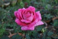 Rose planting a in rose garden of west bengal rural village Royalty Free Stock Photo