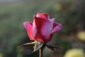 Rose planting a in rose garden of west bengal rural village Royalty Free Stock Photo