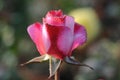 Rose planting a in rose garden of west bengal rural village Royalty Free Stock Photo