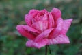 Rose planting a in rose garden of west bengal rural village Royalty Free Stock Photo