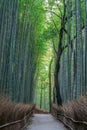 Early morning scene at Sagano-Arashiyama Bamboo forest, Kyotom Japan Royalty Free Stock Photo