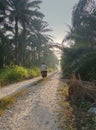 Early morning scenery around the rural pathway.