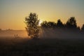 Early morning scenery in a field in the late summer. The sun rays cuts through the trees and fog Royalty Free Stock Photo