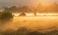 Early morning scenery in field. Sun casting beautiful rays of light through the mist and trees Royalty Free Stock Photo