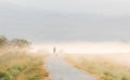 Early morning scenery. Sun casting beautiful rays of light through the mist and trees. Woman with her dog on a walk Royalty Free Stock Photo