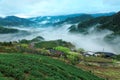 Early morning scenery of tea gardens in fresh spring atmosphere with ethereal fog in the valley Royalty Free Stock Photo