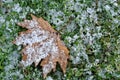 Crystal morning frost on autumn leaf and grass