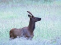 Early morning shot of an alert male elk at yellowstone Royalty Free Stock Photo