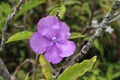 Early morning shot of a light purple Drummond Phlox Wildflower