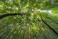 Early morning Sky view from Sagano-Arashiyama Bamboo forest, Kyoto, Japan Royalty Free Stock Photo