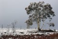 Early morning snow starting to melt Royalty Free Stock Photo