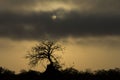 Early Morning in Southern Africa - Tree covered by an ant mound