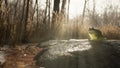 Early morning in the spring sunny forest. The sun's rays make their way through the trees and illuminate the green grass Royalty Free Stock Photo