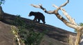 Early morning stroll of a Srl Lankan Sloth Bear (melursus ursinus) in Yala National park, Sri Lanka.